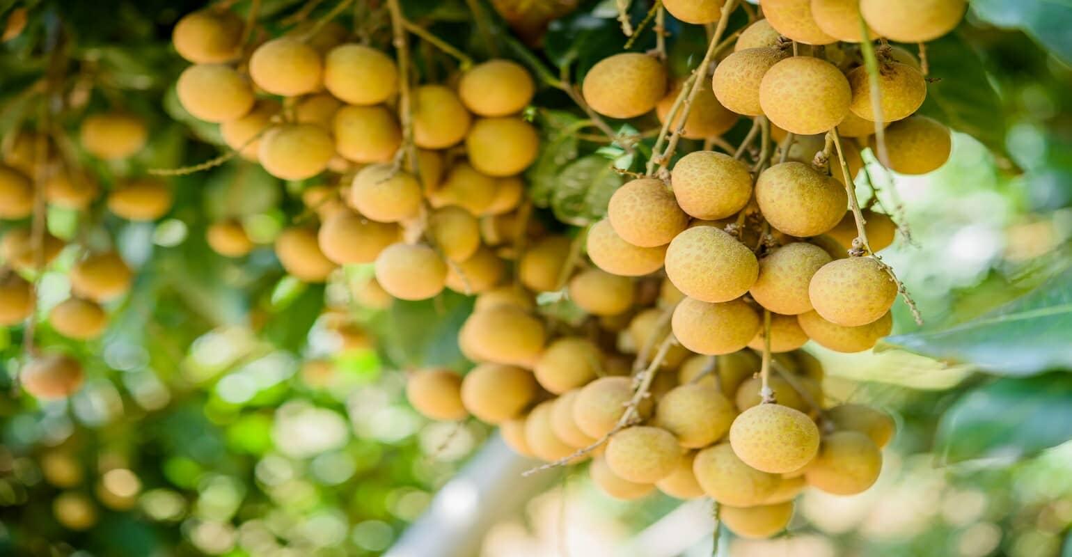 Longan and Safe agricultural products of Son La were warmly welcomed by Hanoi customers